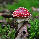 Fliegenpilz / Amanita Muscaria ganz gross ;)