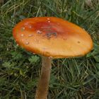 Fliegenpilz (Amanita muscaria var. formosa)