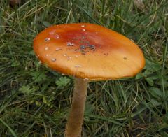 Fliegenpilz (Amanita muscaria var. formosa)