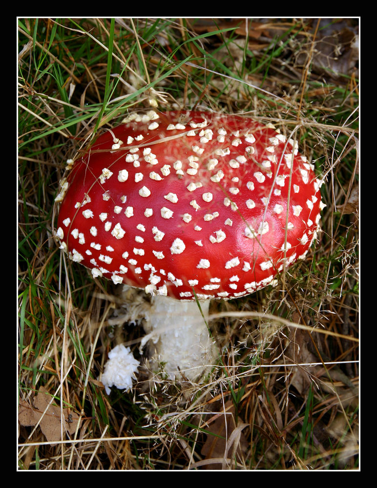 Fliegenpilz (Amanita muscaria var. muscaria)