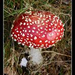 Fliegenpilz (Amanita muscaria var. muscaria)