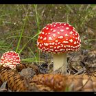 Fliegenpilz (Amanita muscaria var. muscaria)