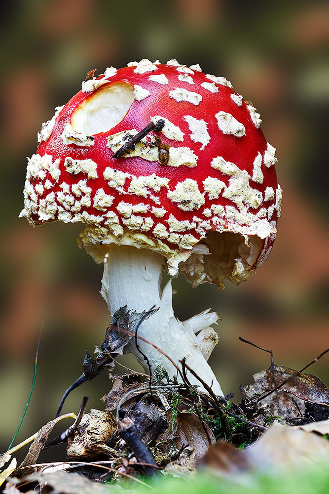 Fliegenpilz .... [Amanita muscaria var. muscaria]