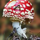 Fliegenpilz .... [Amanita muscaria var. muscaria]