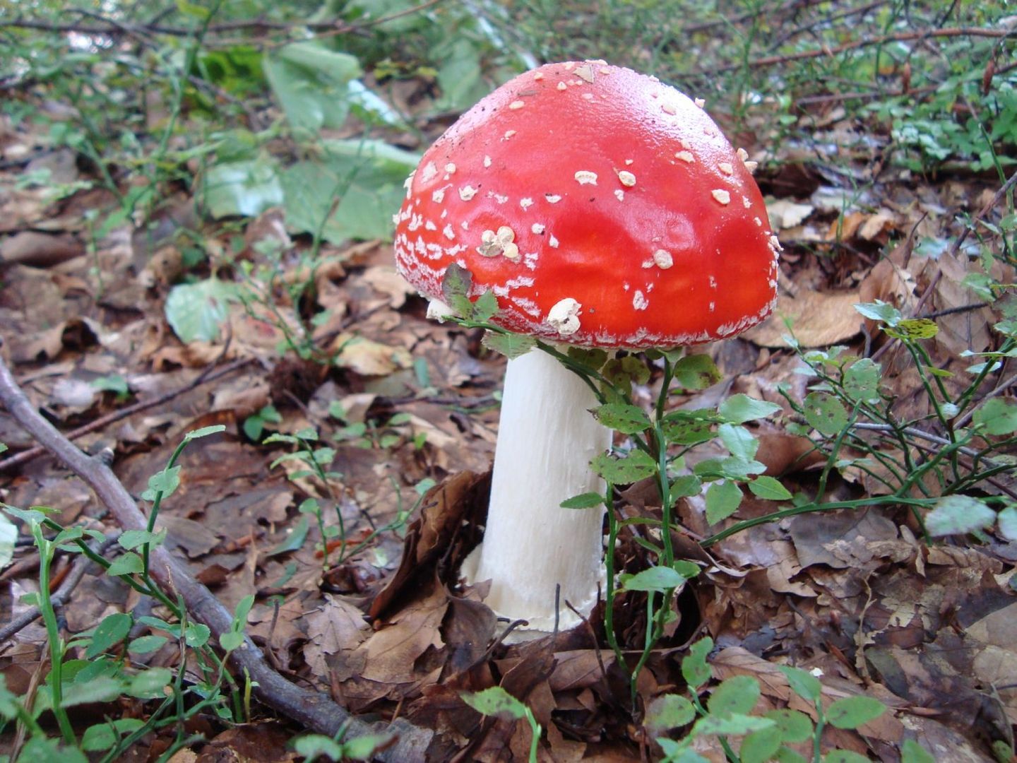 Fliegenpilz - Amanita muscaria var. muscaria