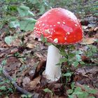 Fliegenpilz - Amanita muscaria var. muscaria