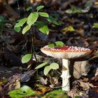 Fliegenpilz (Amanita muskaria)