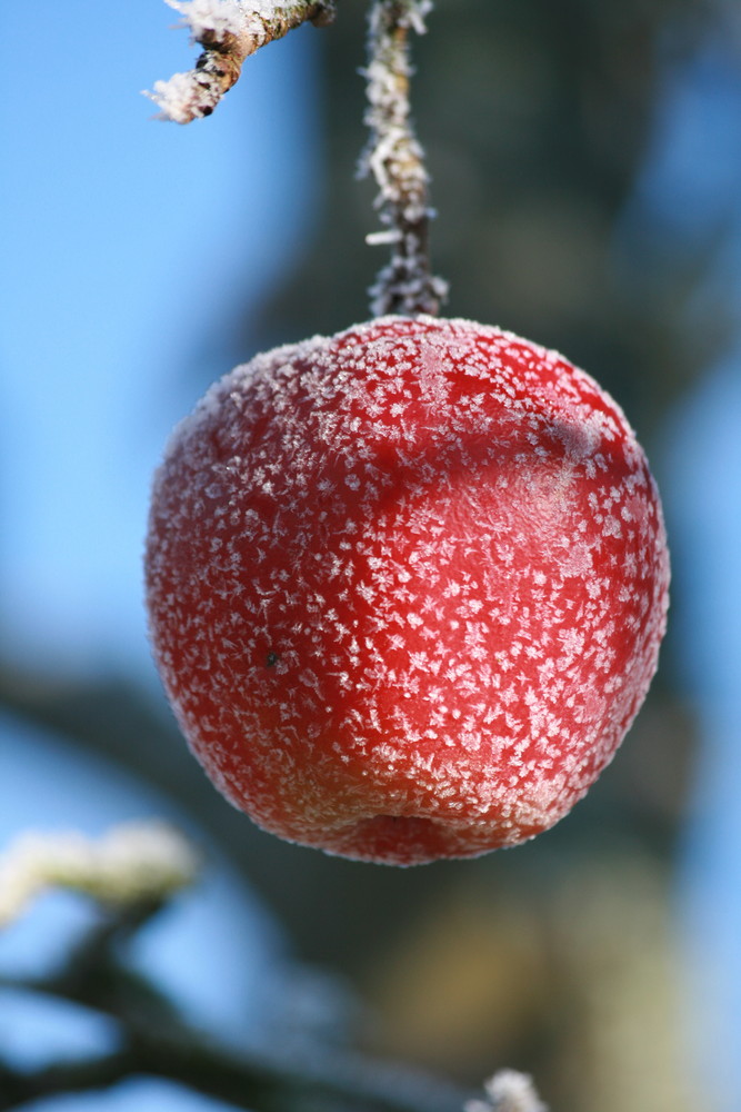 Fliegenpilz-Apfel