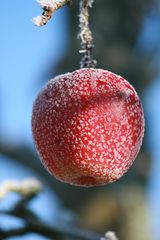 Fliegenpilz-Apfel