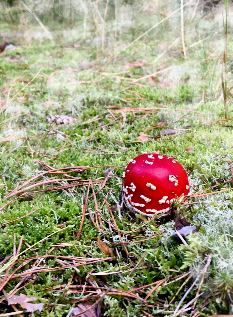 Fliegenpilz auf Darß