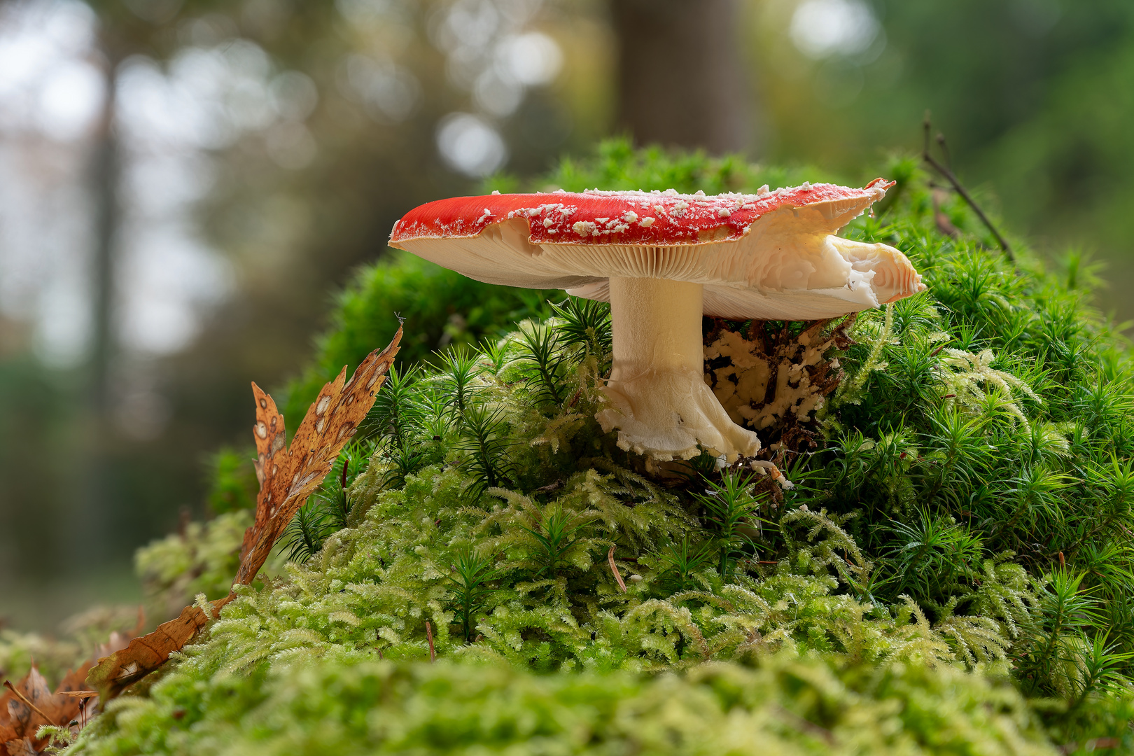 Fliegenpilz auf der Anhöhe