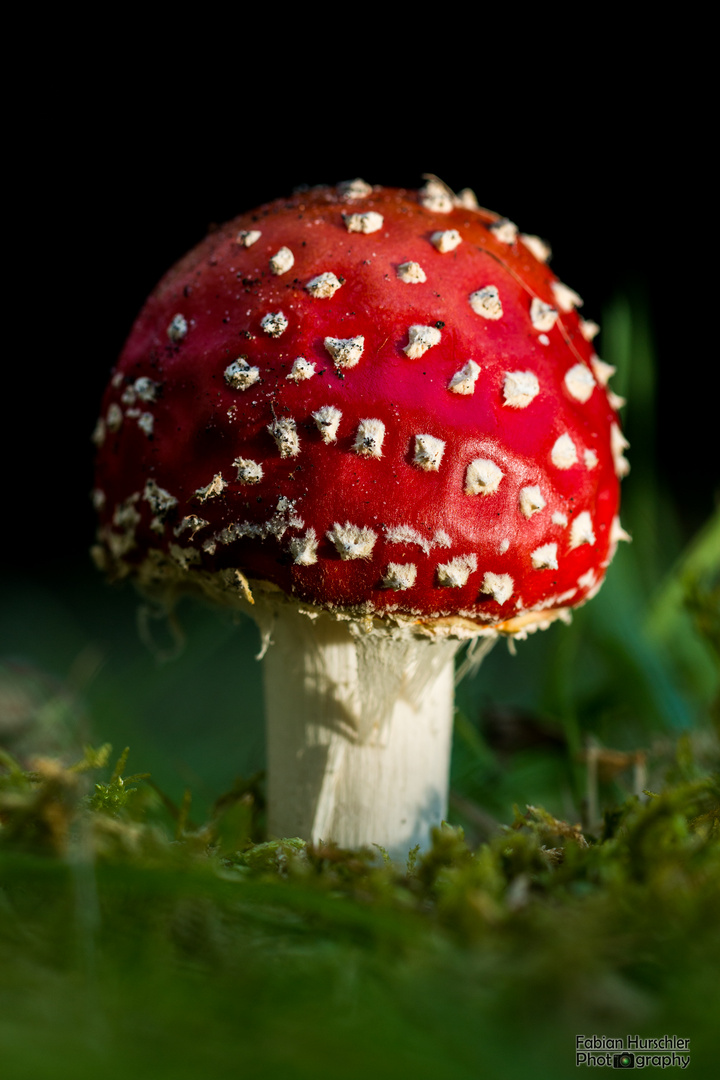 Fliegenpilz auf Tasmanien