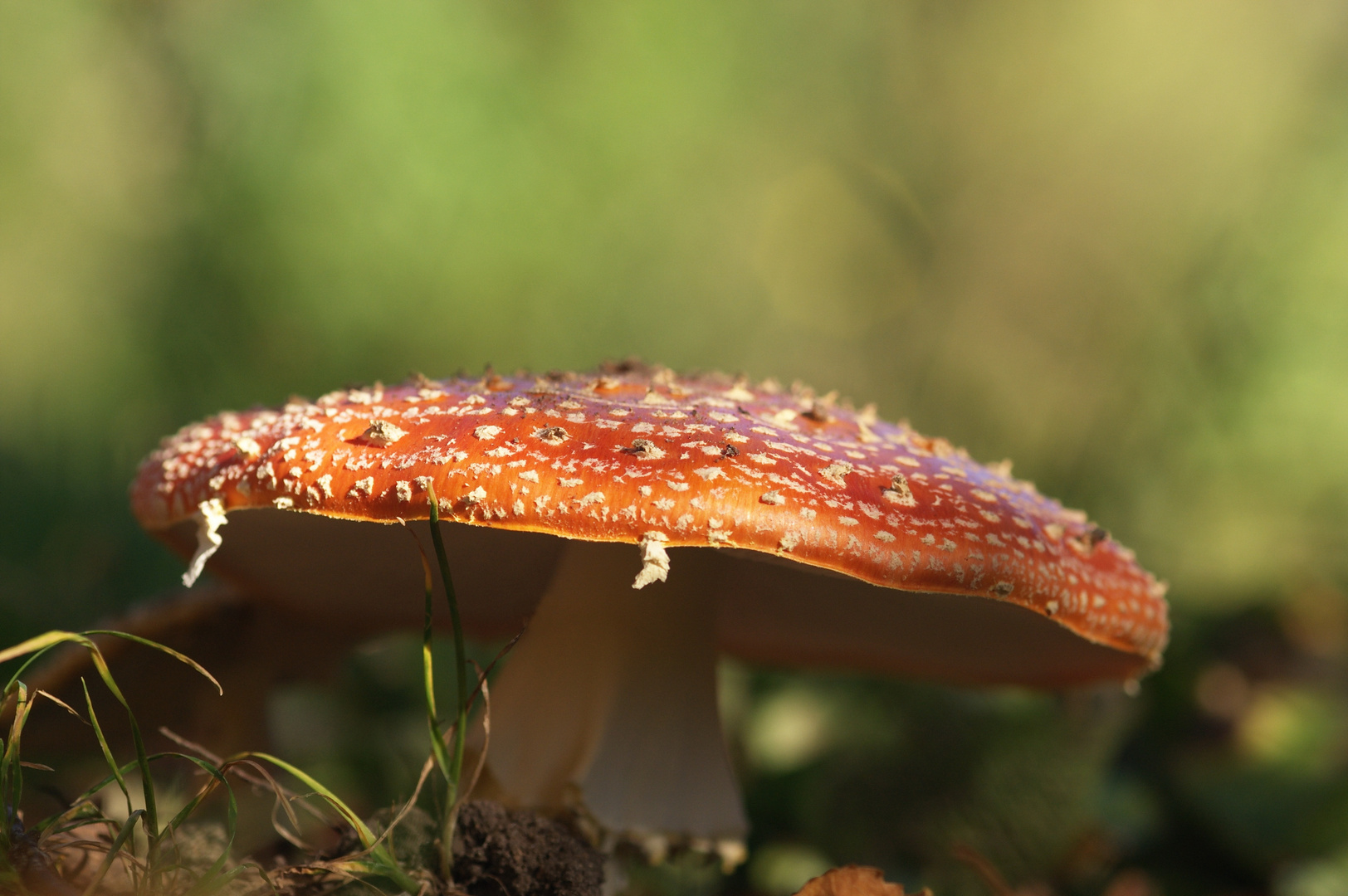 Fliegenpilz aus dem Garten