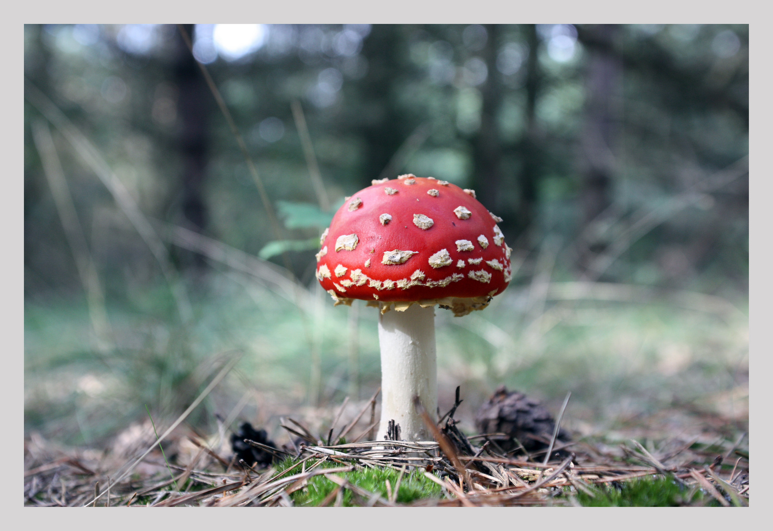 Fliegenpilz aus Nordhessen