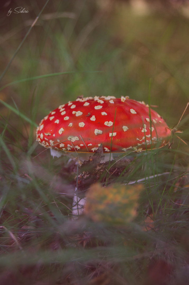 Fliegenpilz