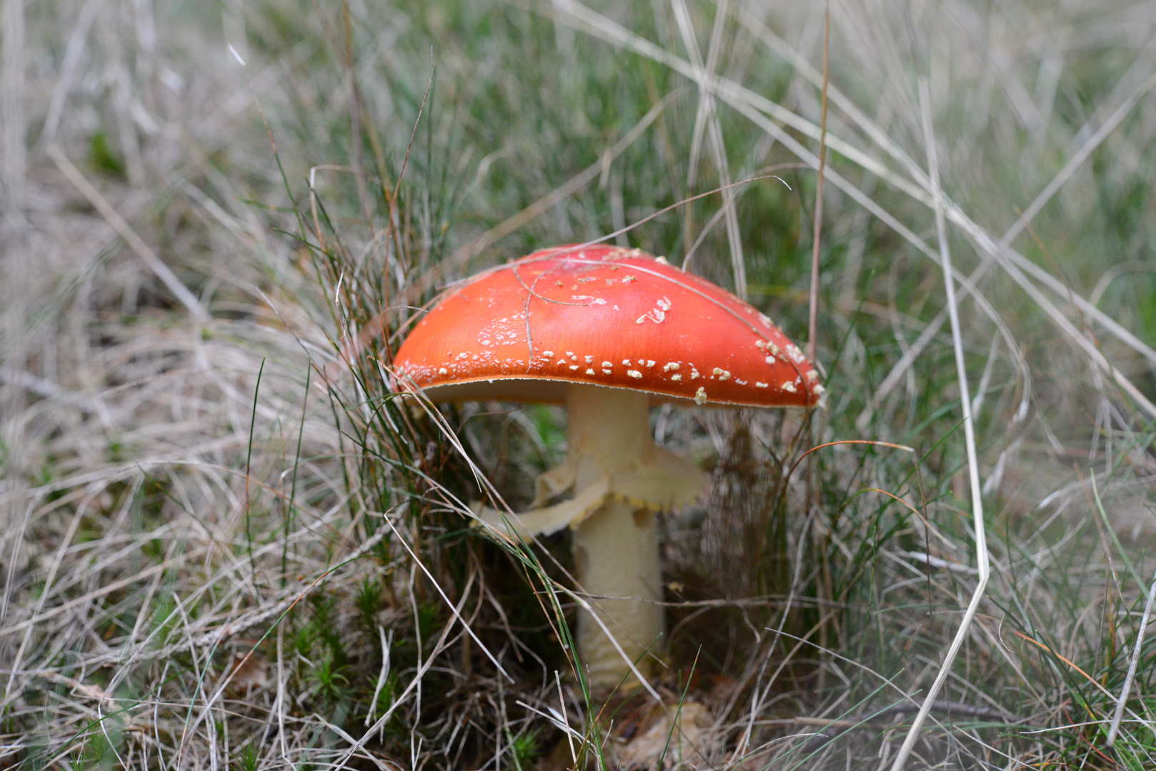 Fliegenpilz bei der Heuernte .....