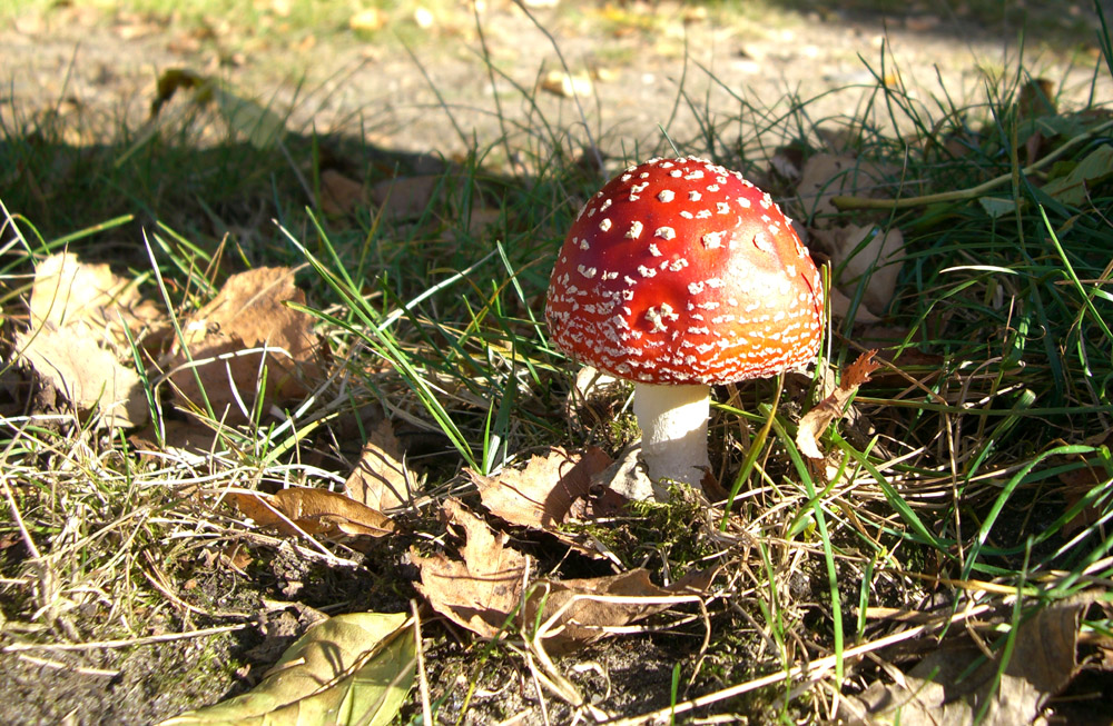 Fliegenpilz beim Sonnenbad