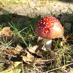 Fliegenpilz beim Sonnenbad