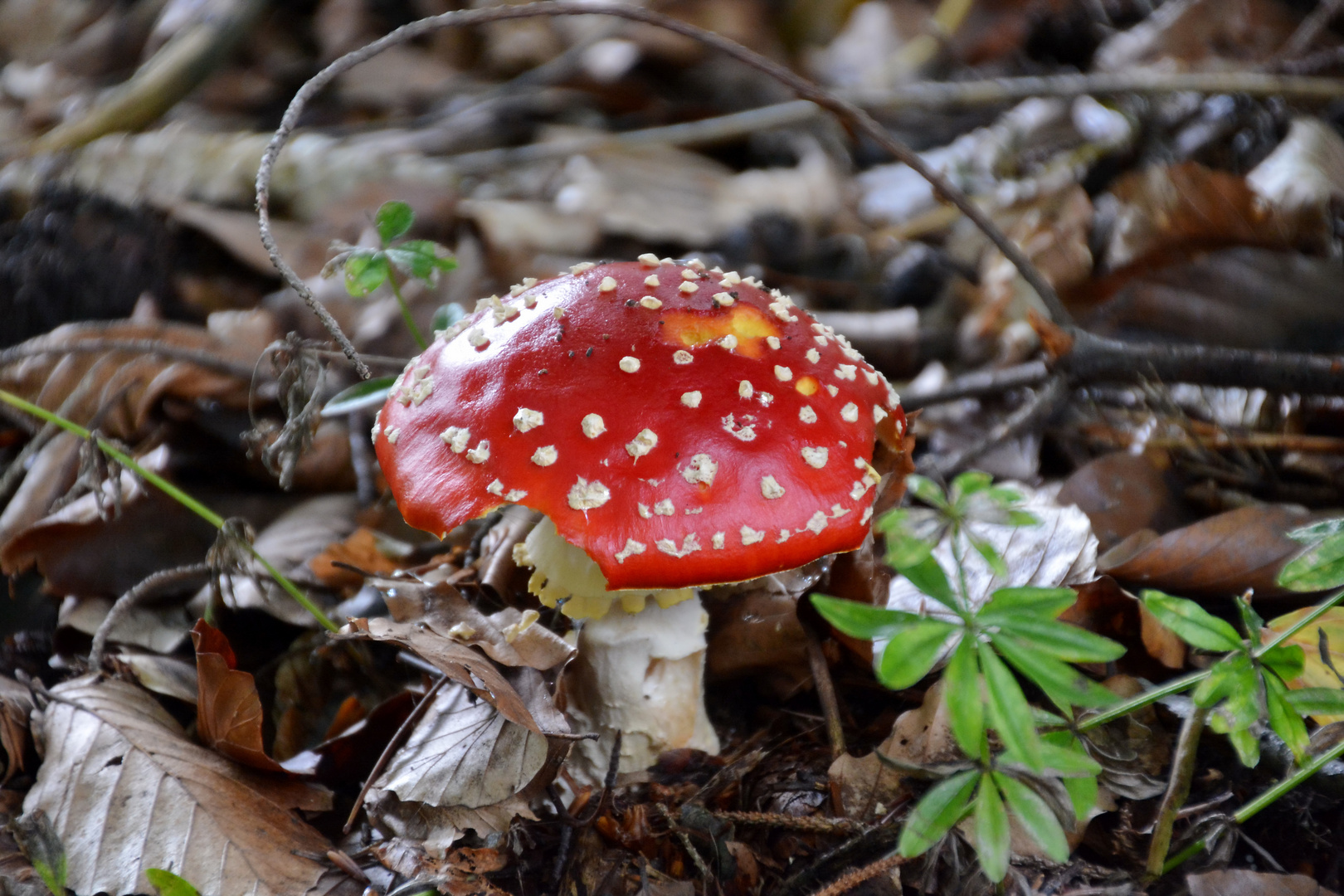 Fliegenpilz Foto &amp; Bild | pflanzen, pilze &amp; flechten, pilze &amp; flechten ...