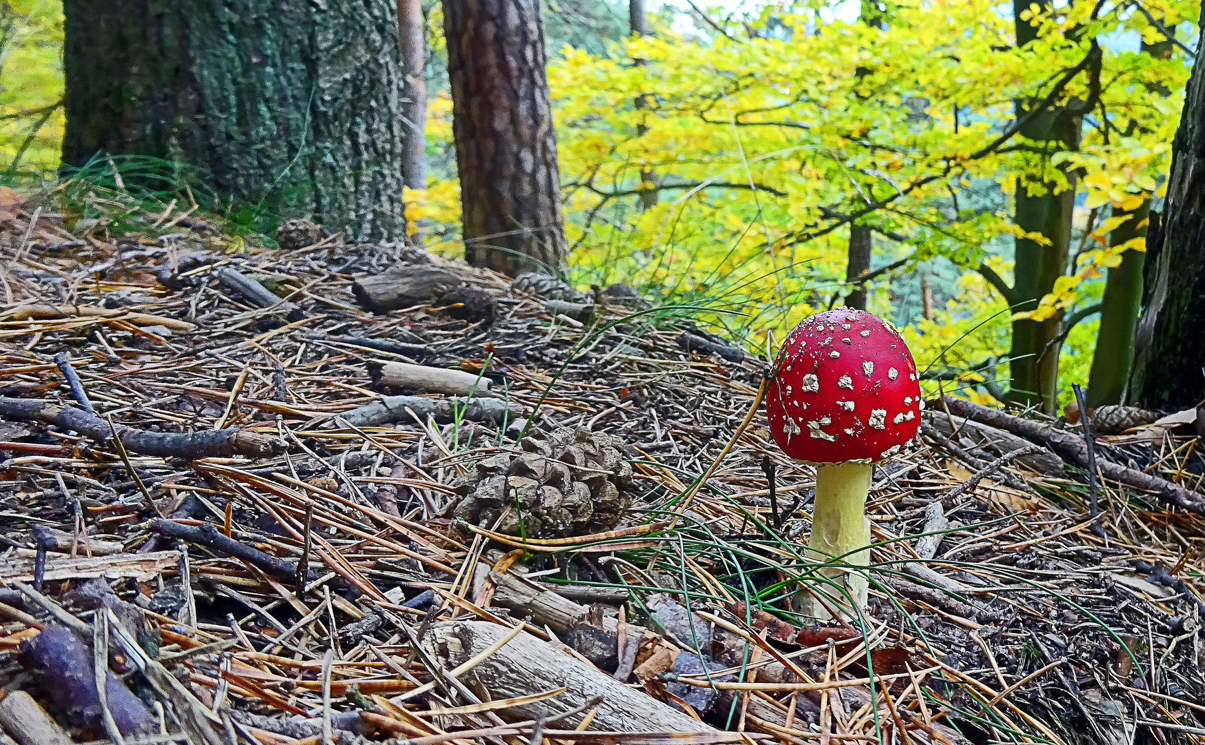 Fliegenpilz