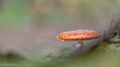 Fliegenpilz ...