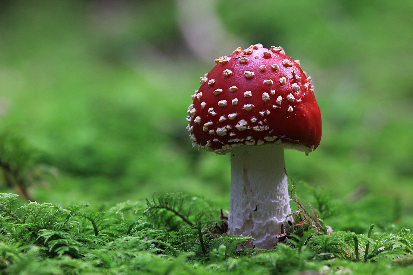 Fliegenpilz Foto &amp; Bild | pflanzen, pilze &amp; flechten, natur Bilder auf ...