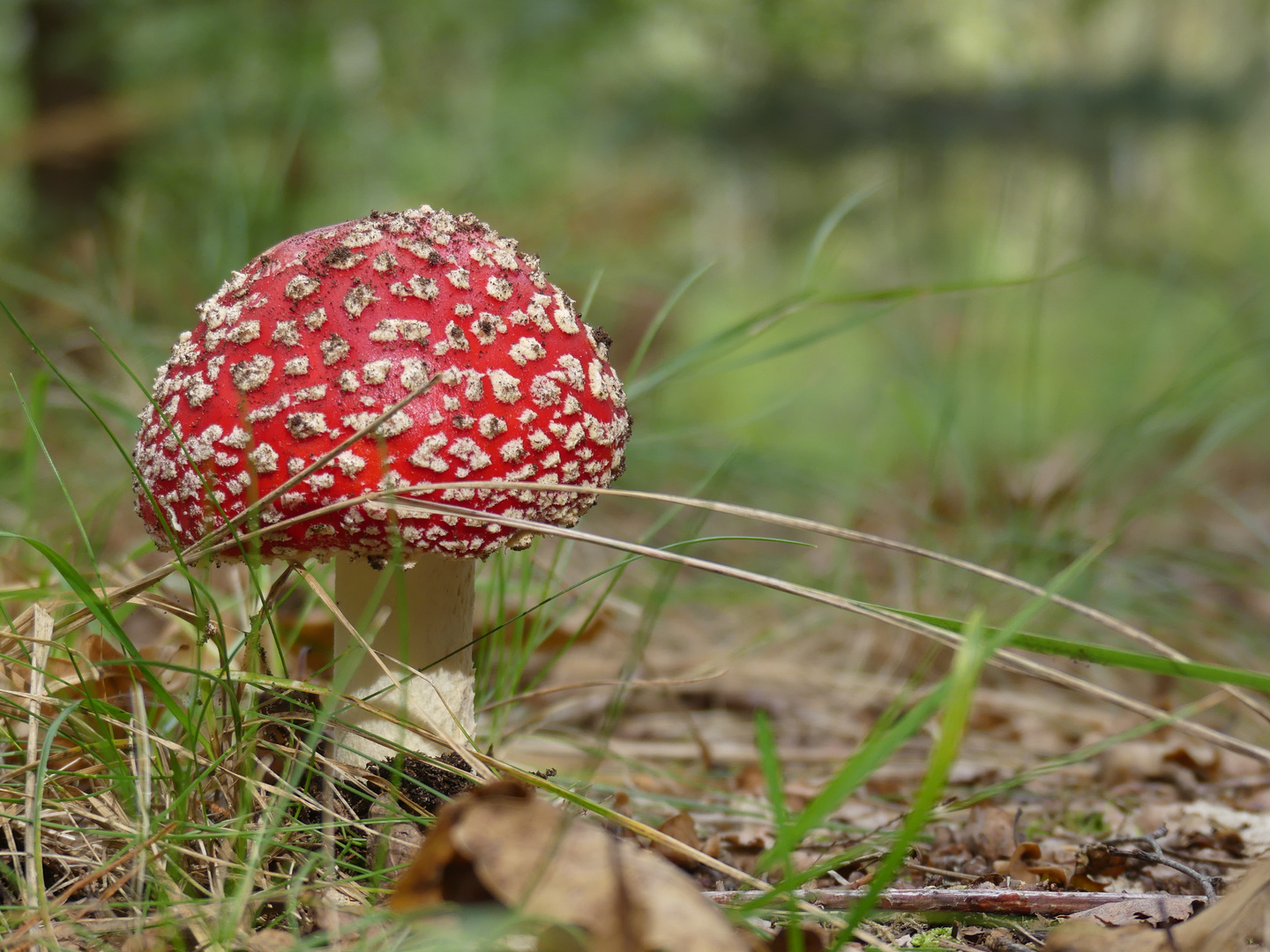 Fliegenpilz der Erste