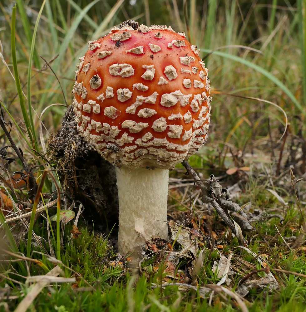 Fliegenpilz: Der hat es durch die Erde hindurch geschafft