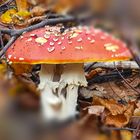 Fliegenpilz Doppeltes Lottchen