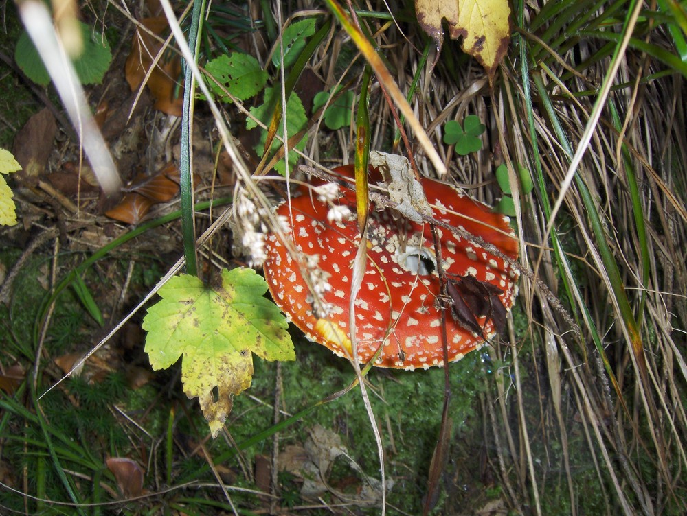 Fliegenpilz, eßbar (aber nur einmal)