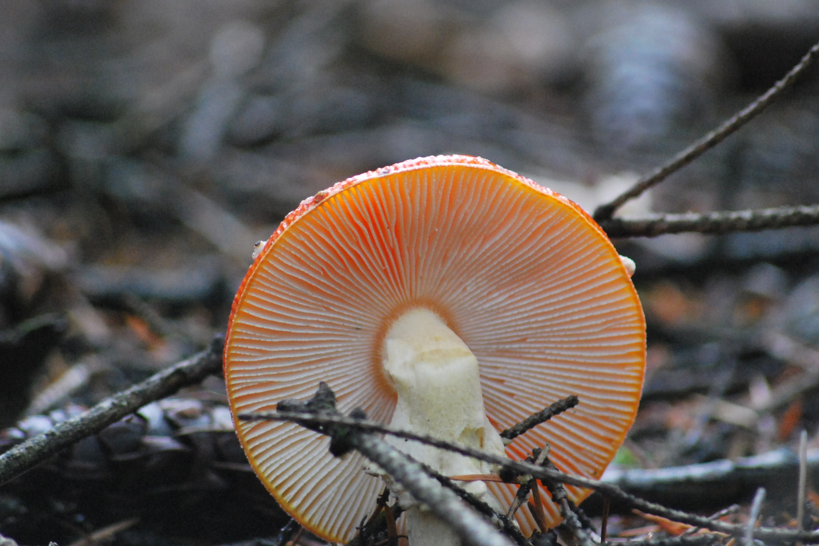 Fliegenpilz (etwas geknickt)