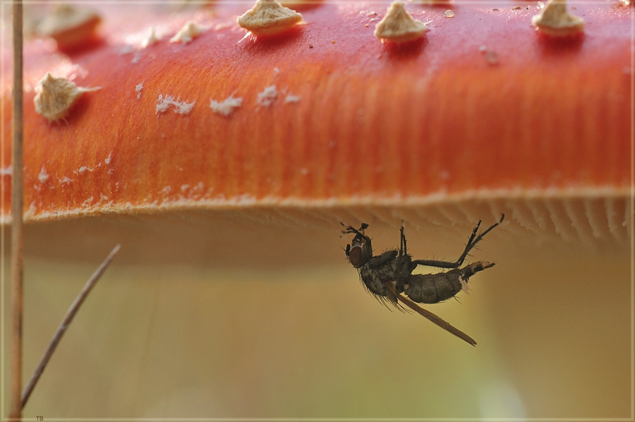 Fliegenpilz