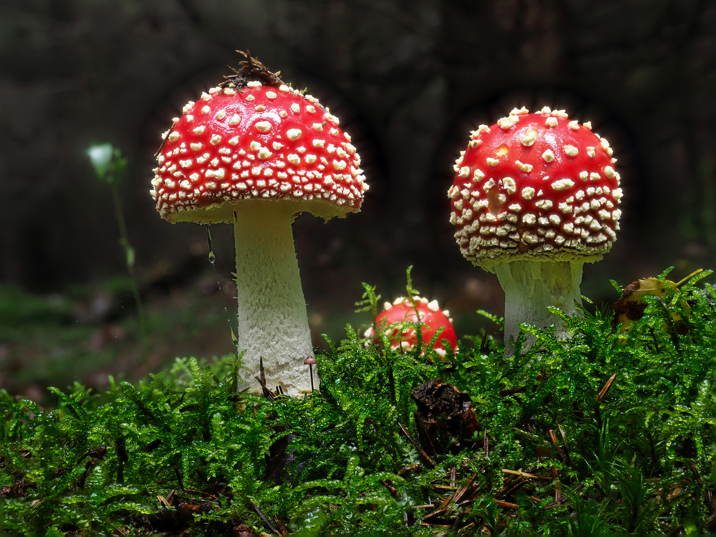" Fliegenpilz Familie " Foto & Bild | pflanzen, pilze & flechten, pilze