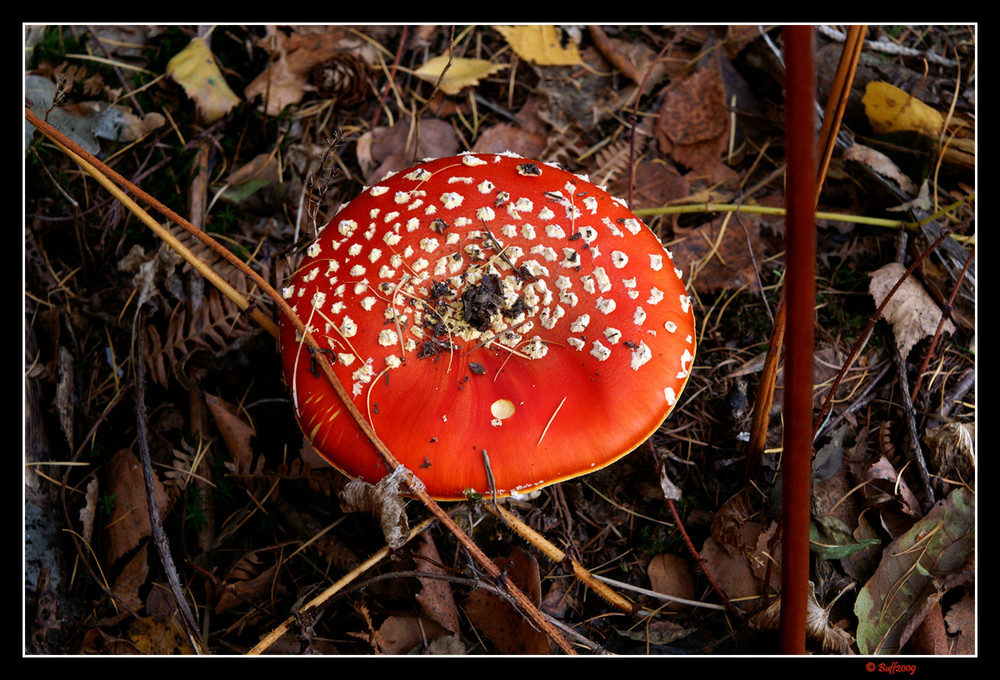 Fliegenpilz