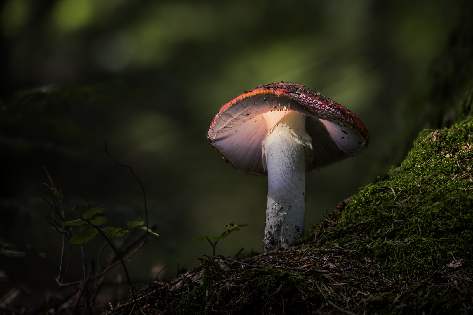 Fliegenpilz  Fotostack