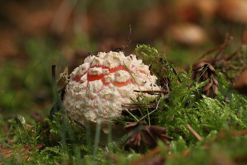 Fliegenpilz-Geburt