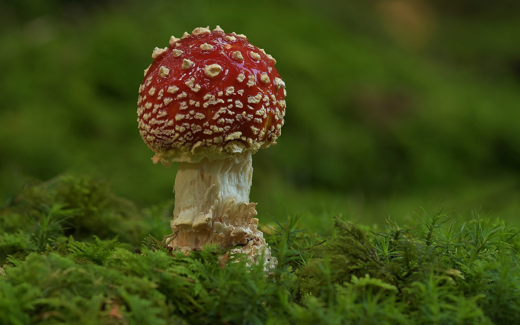 Fliegenpilz gefunden bei leichtem Regen