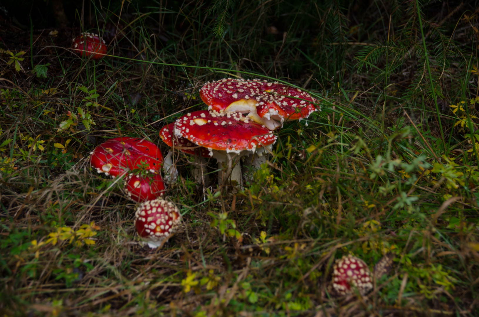 Fliegenpilz Gruppe