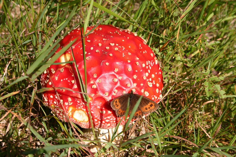 Fliegenpilz hat Besuch von einem Milchfleckfallter