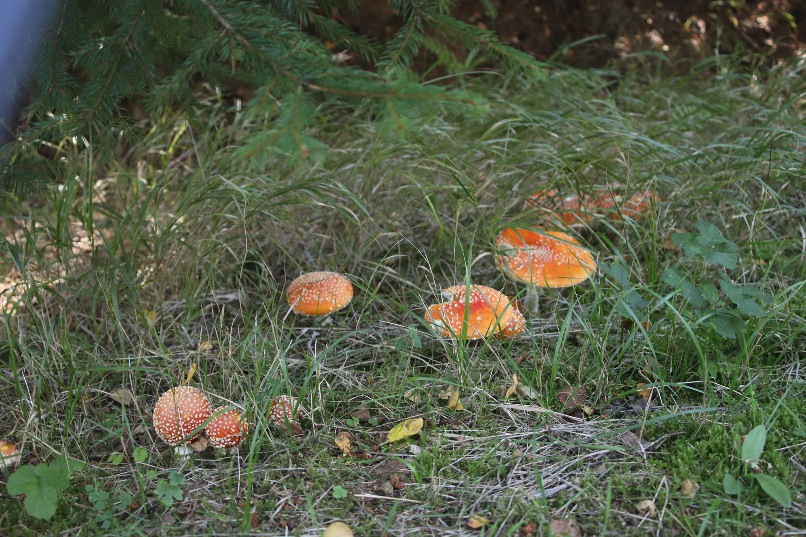 Fliegenpilz Hexenring