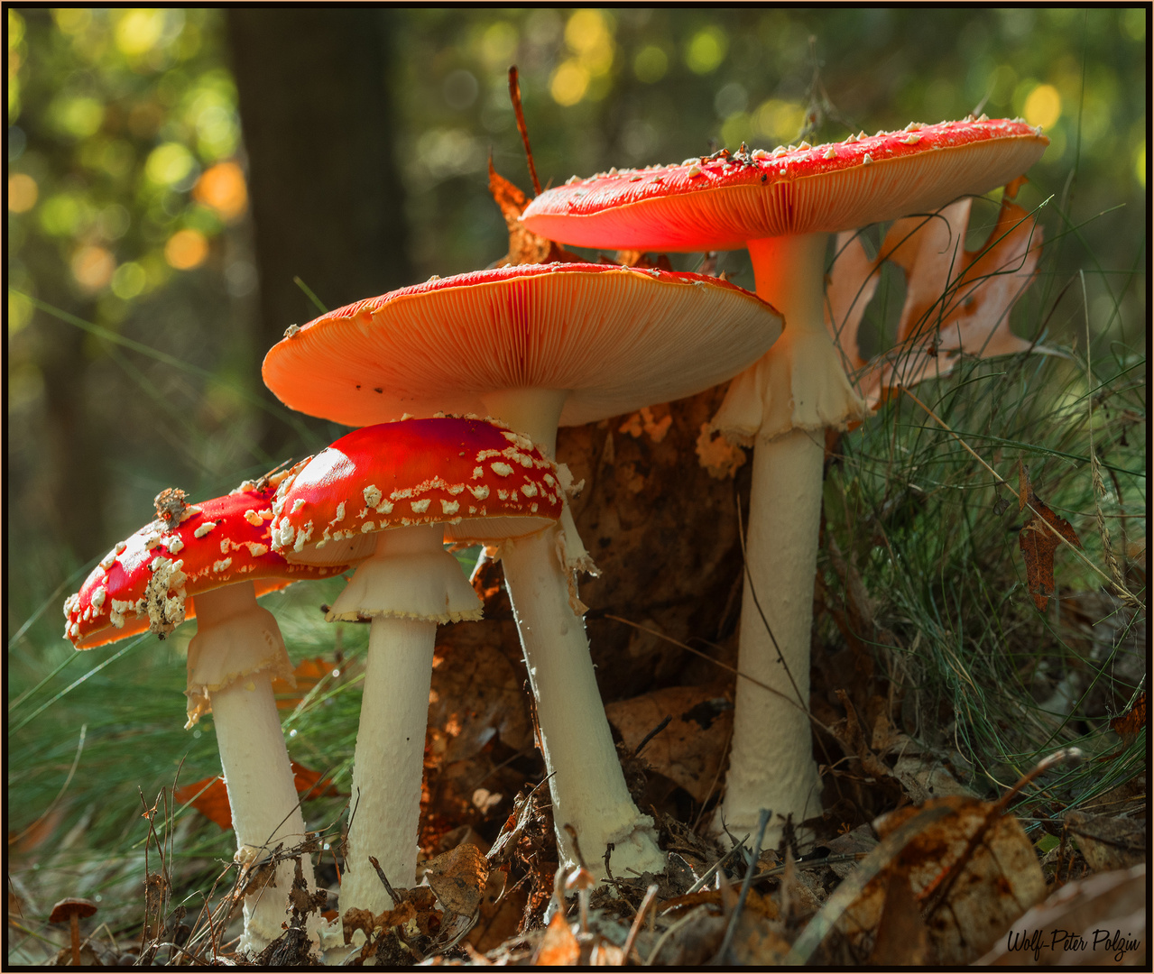 Fliegenpilz I - vier Geschwister