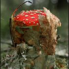 Fliegenpilz III - Auferstanden aus den Blättern