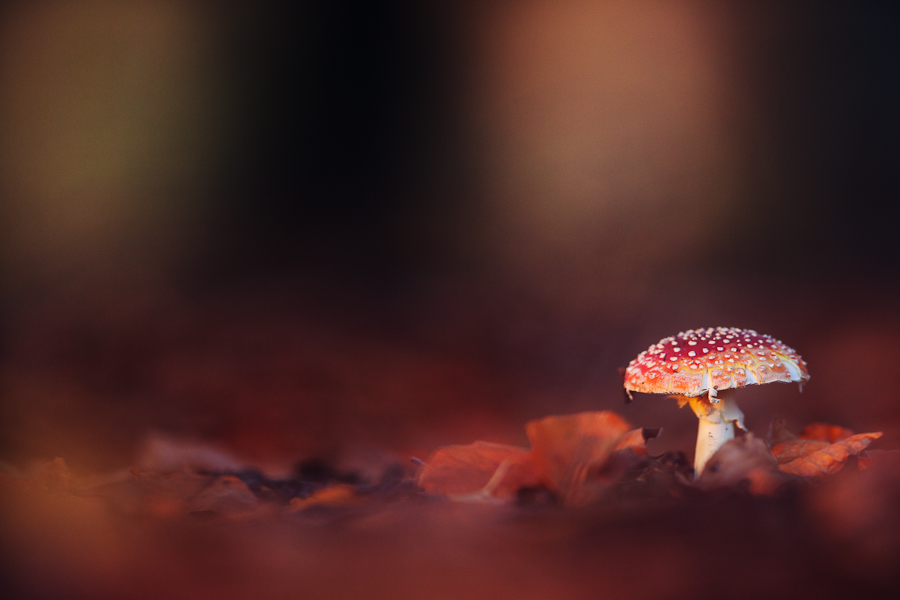 Fliegenpilz im Abendlicht