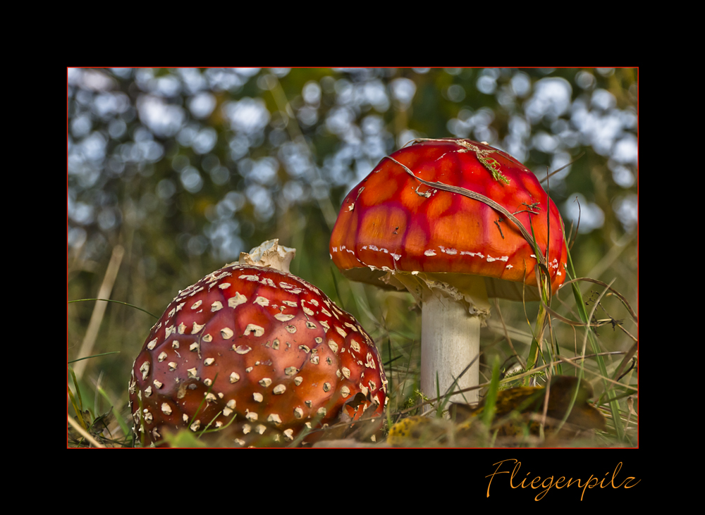 Fliegenpilz im Abendlicht