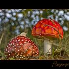 Fliegenpilz im Abendlicht