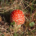 Fliegenpilz im Abendrot