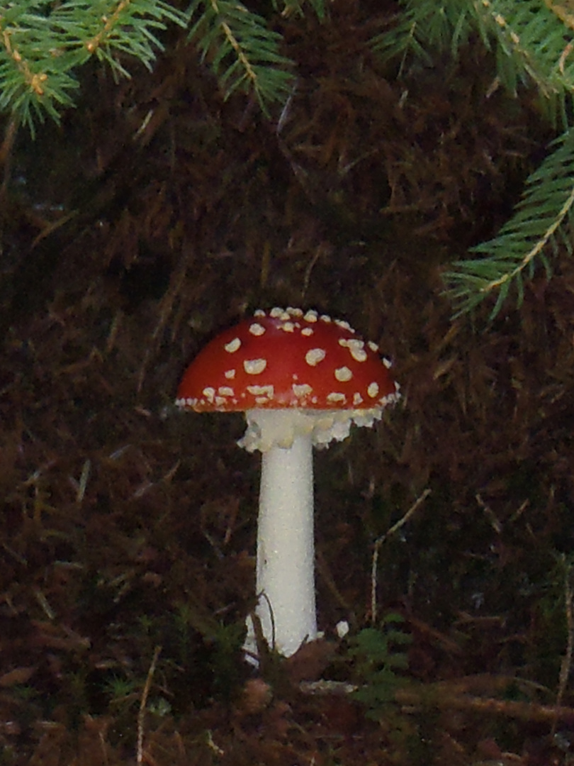 Fliegenpilz im Bayerischen Wald - "Prototy-Pilz" :-)