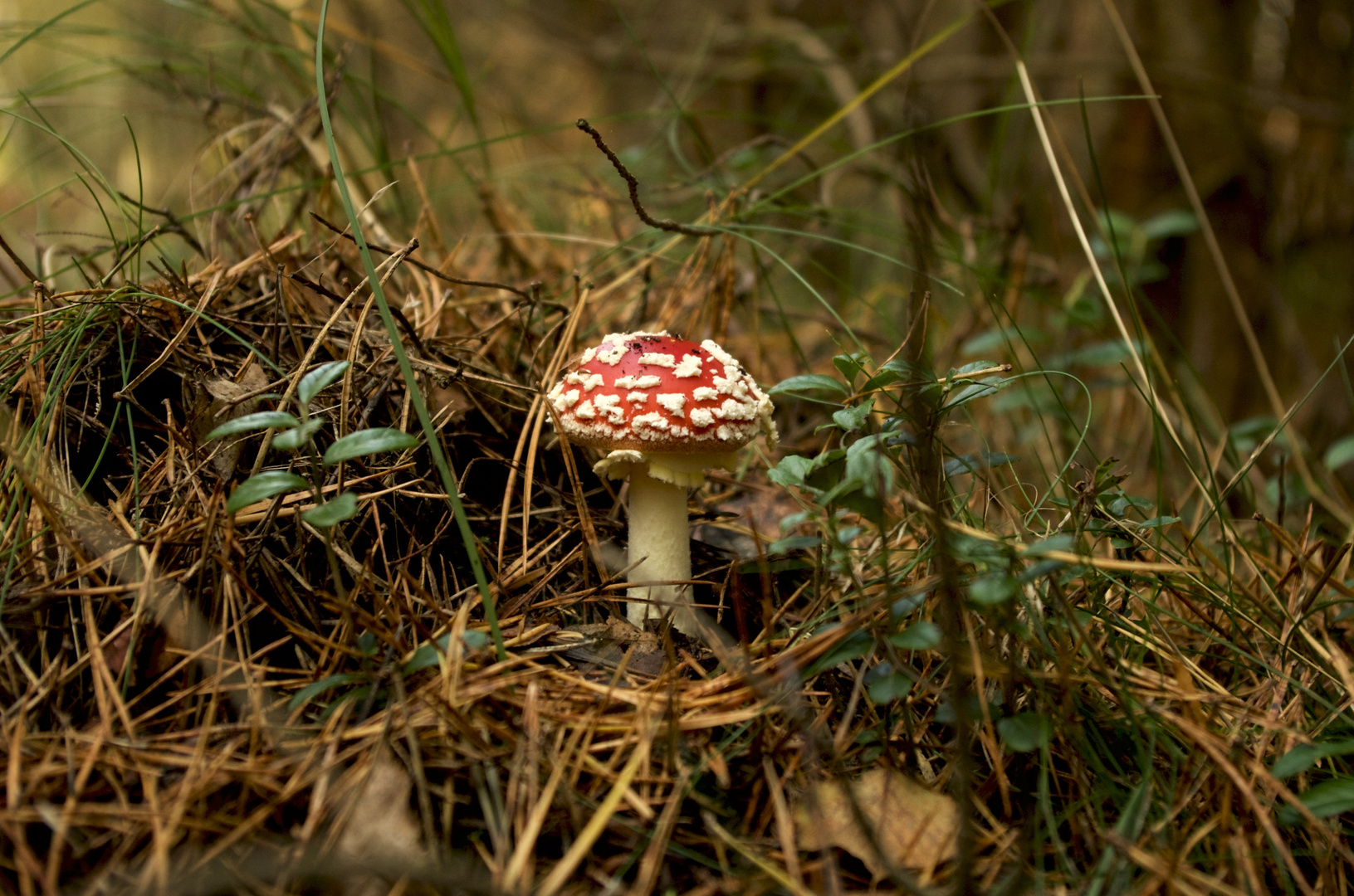 Fliegenpilz im Darßwald