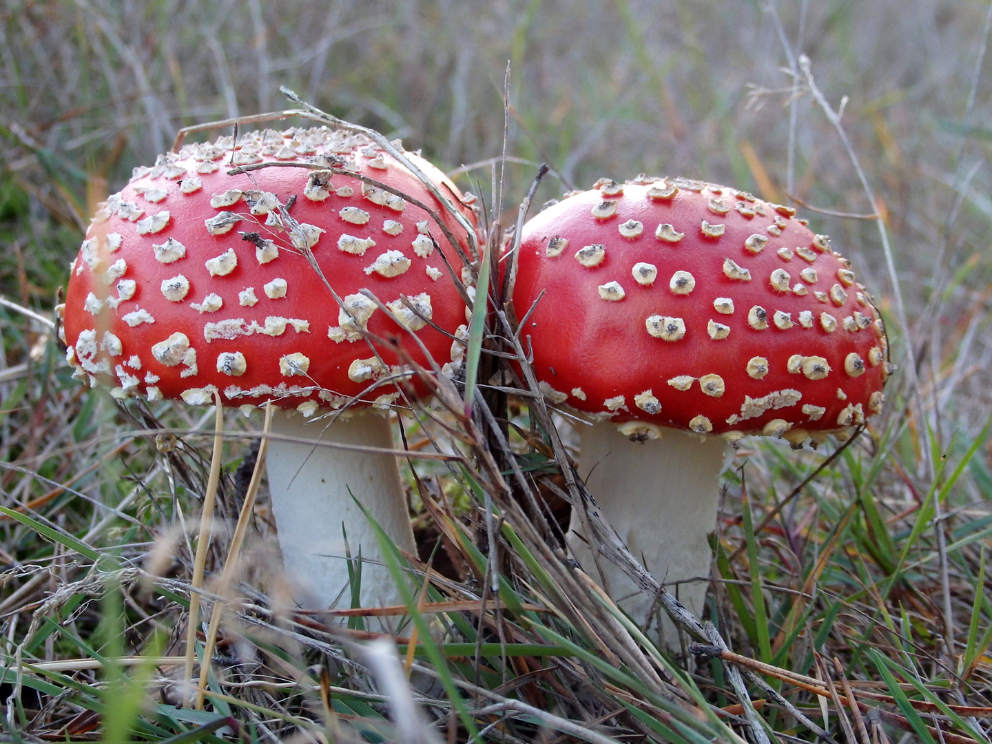 Fliegenpilz im Doppelpack