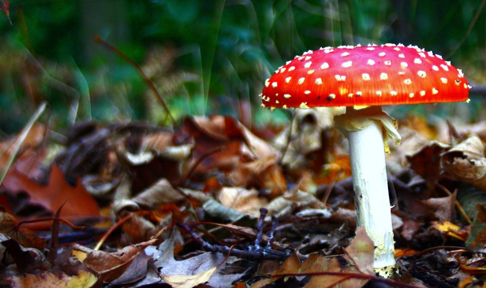 Fliegenpilz im Duisburger Wald